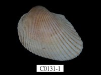 藏品(琉球毛蚶)的圖片